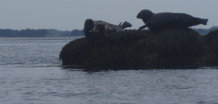 Sortie Mer CAP SIZUN – DOUARNENEZ :
